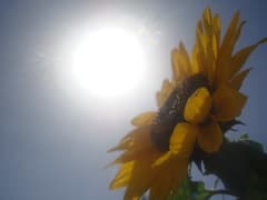 Sun-Flower